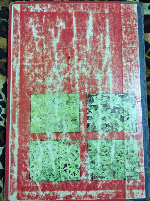 การปลูกผักกินใบ