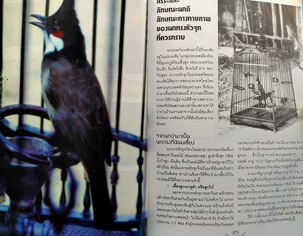 นกกรงหัวจุก