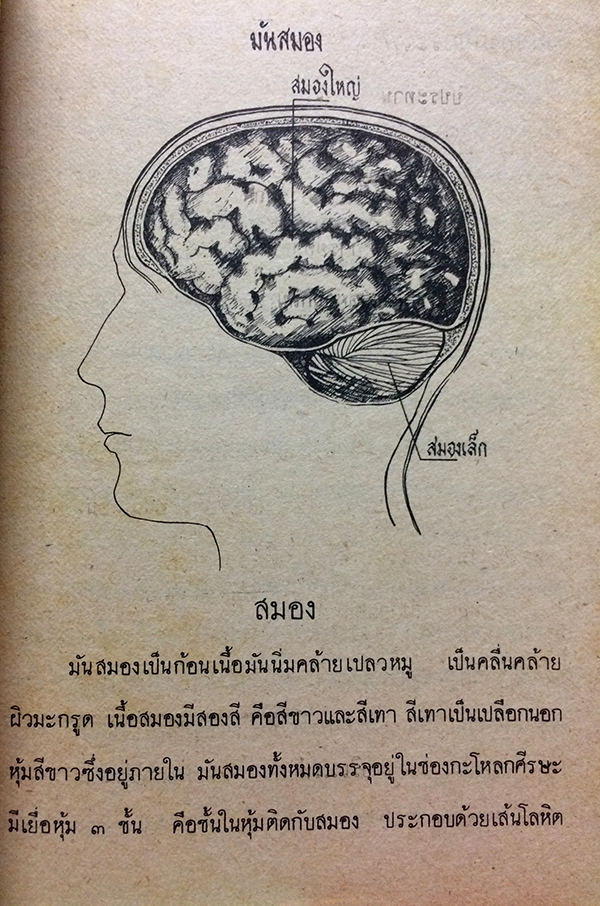 วิชาสุขศึกษา ชั้นประถมปีที่ 7