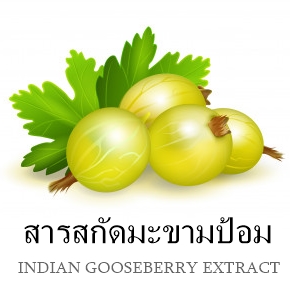 INDIAN GOOSEBERRY EXTRACTสารสกัดมะขามป้อม
