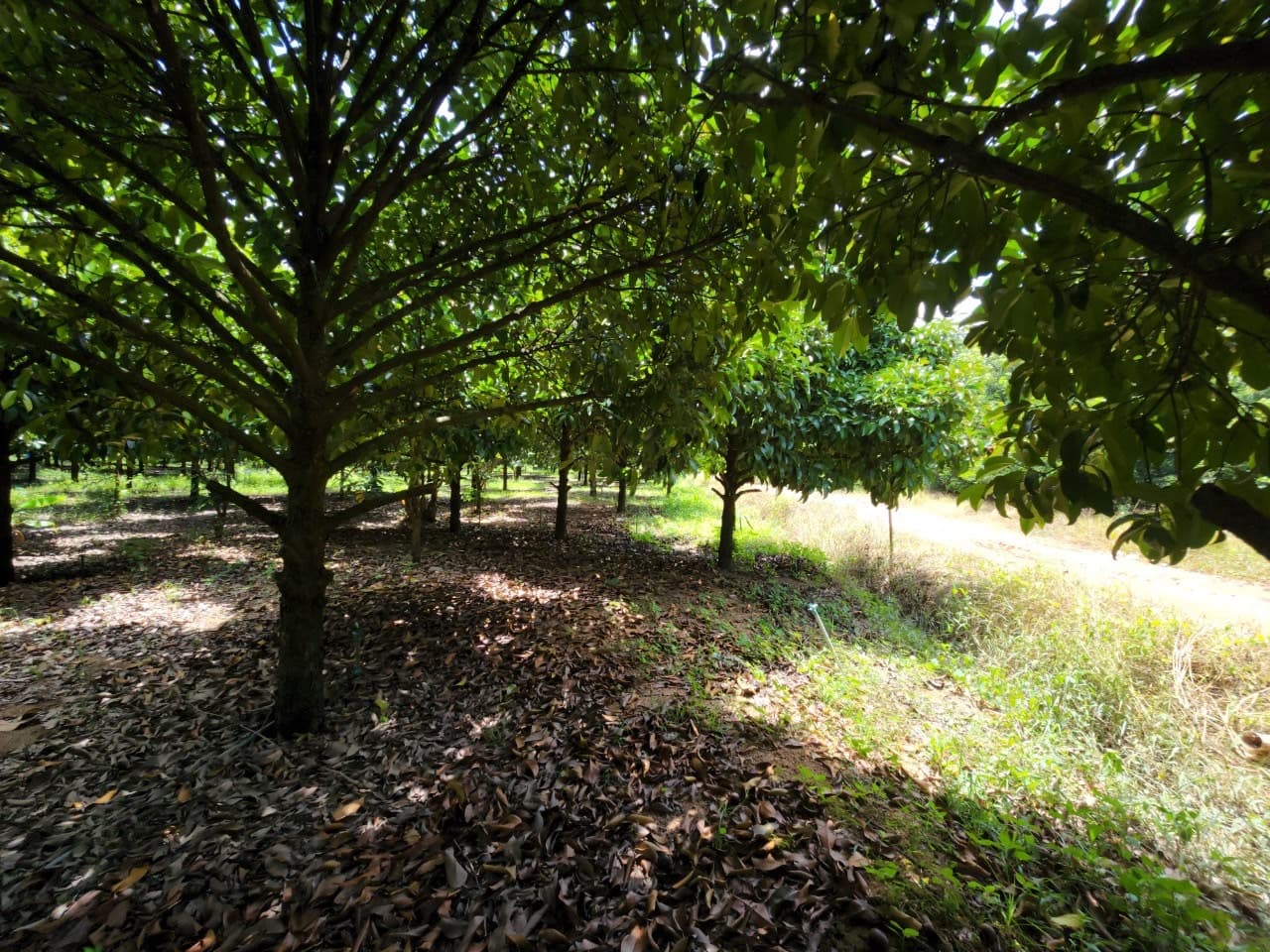 ขายสวนผลไม้ เงาะ มังคุด ทุเรียน ลองกอง ราคาถูก พร้อมบ้านพัก นํ้าไฟเข้าถึง ทางเข้าออกสะดวกสบายบรรยากาศดีเจ้าของขายเอง อำเภอมะขาม จังหวัดจันทบุรี