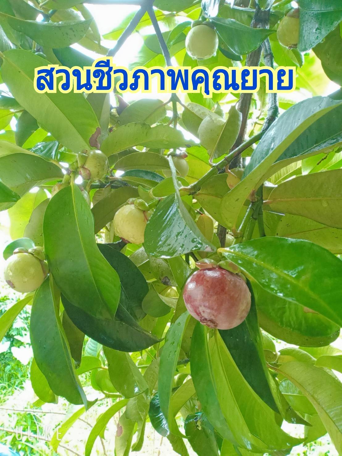 มังคุดออร์แกนิคของดีเมืองนครโปรพิเศษ 5 กก. แถมส่งฟรี #ปลอดสาร #ไม่มีสารเคมี สดจากสวนทุกลูก อร่อยทุกลูก