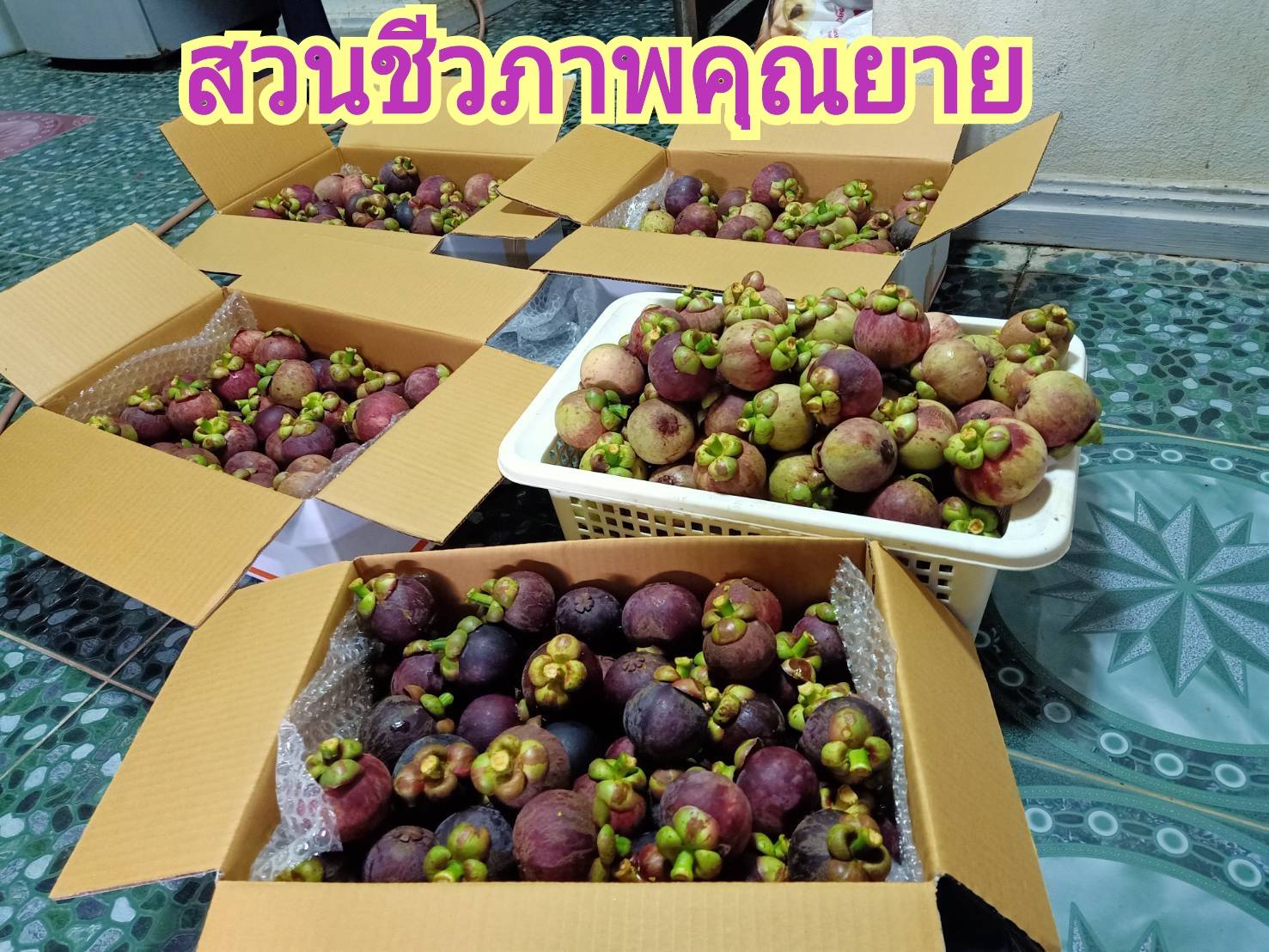 มังคุดออร์แกนิคของดีเมืองนครโปรพิเศษ 5 กก. แถมส่งฟรี #ปลอดสาร #ไม่มีสารเคมี สดจากสวนทุกลูก อร่อยทุกลูก
