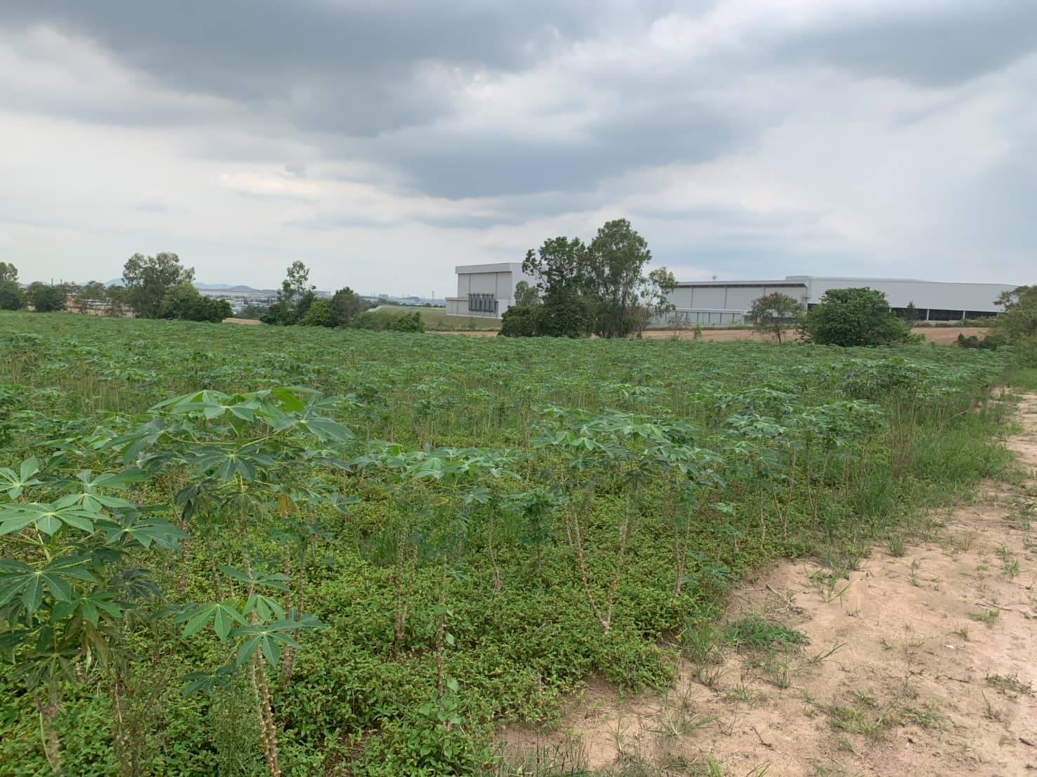 ขายที่ดินในเขตนิคมอุตสาหกรรมราคาถูกเหมาะทำธุรกิจพื้นที่กว้างเดินทางสะดวก6ไร่ติดถนนห้างแก้ว5อ.ปลวกแดงจ.ระยอง