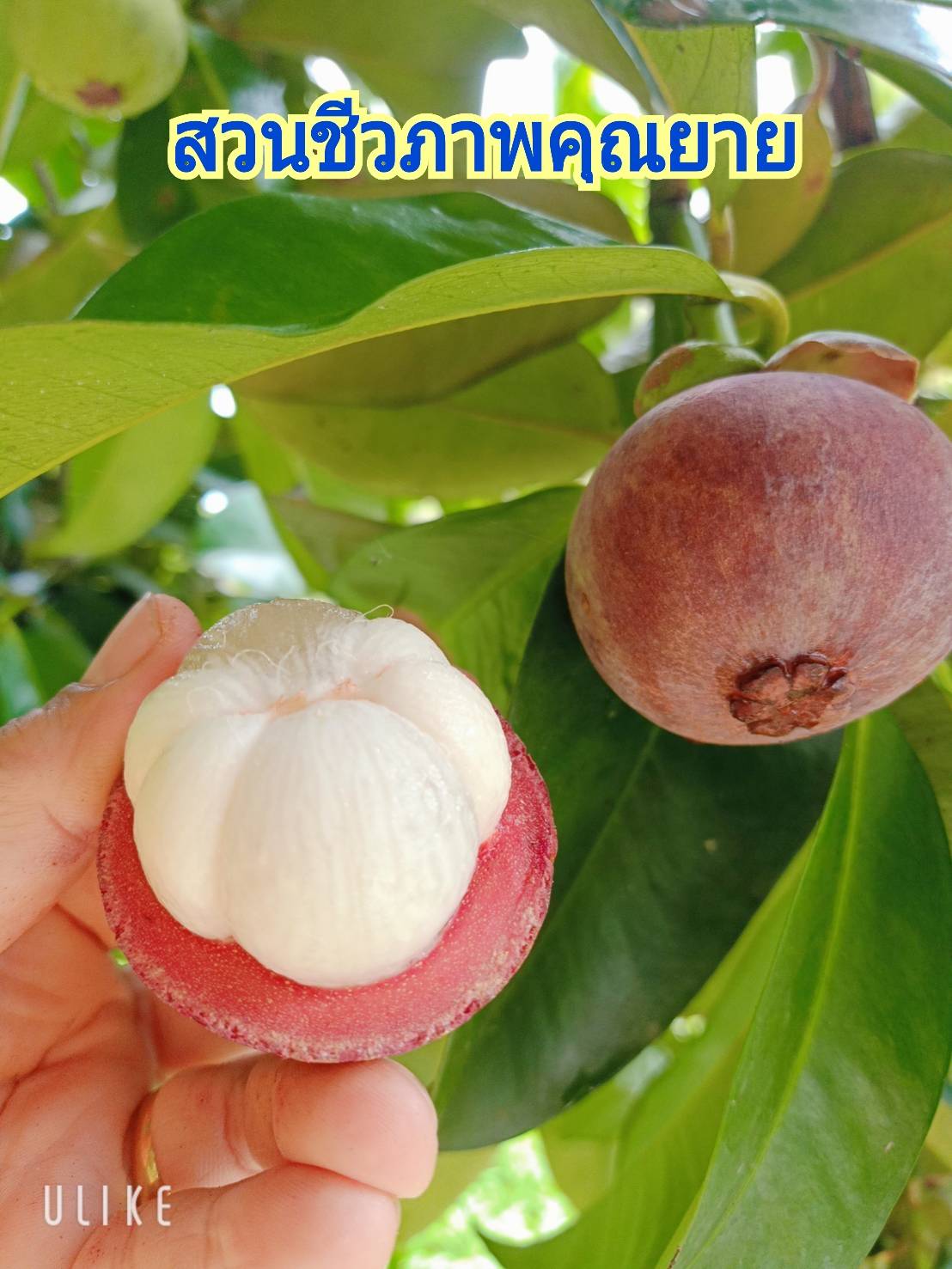 มังคุดออร์แกนิคของดีเมืองนครโปรพิเศษ 5 กก. แถมส่งฟรี #ปลอดสาร #ไม่มีสารเคมี สดจากสวนทุกลูก อร่อยทุกลูก