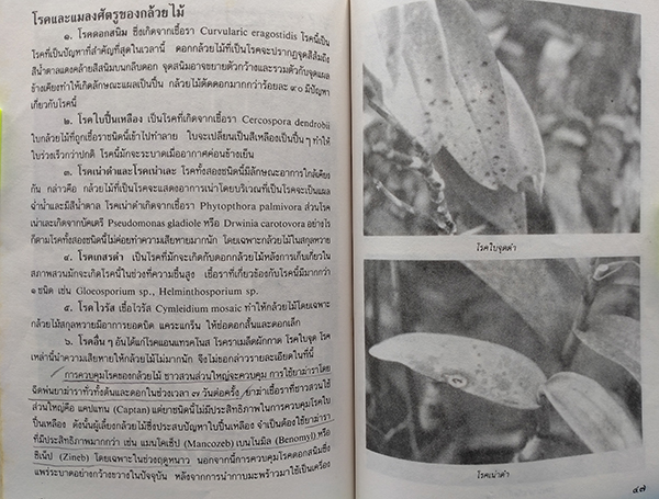 กล้วยไม้