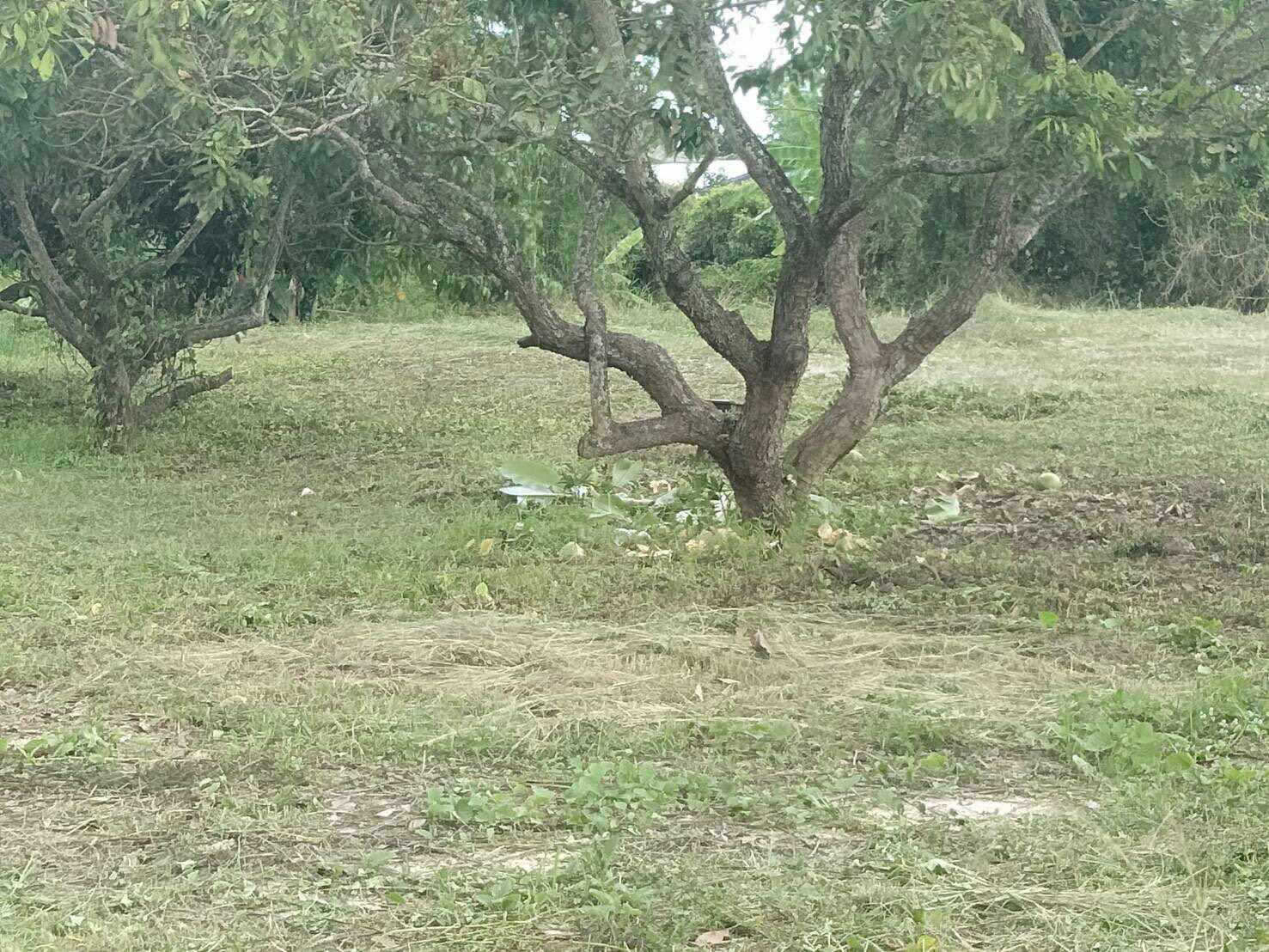 💥📣ขายที่ดินใกล้เซเว่นสาขาบ้านเหมืองง่าอำเภอเมืองลำพูน2แปลงติดถนนคอนกรีตเดินทางสะดวกเหมาะทำธุรกิจหรือการเกษตรบ้านสวนสนใจติดต่อเจ้าของทรัพย์091-8588378💥📣