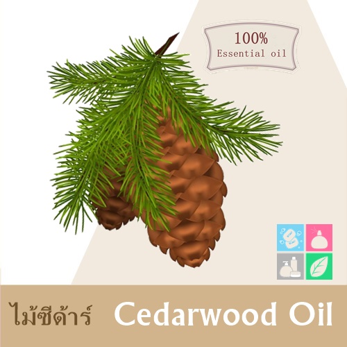 Cedarwood Essential Oil / น้ำมันหอมระเหยซีดาร์วู้ด Woody, slightly sweet, almost balsamic odor. กลิ่นไม้หอม อบอุ่น สงบ ละลายในแอกอฮอล์และน้ำมัน-ไม่เร่งเทรซ COA/MSDS