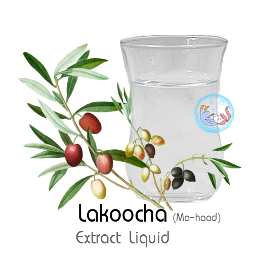 Lakoocha (Ma-haad) Extract Liquid / สารสกัด มะหาดชนิดน้ำ ช่วยยับยั้งการสร้างเม็ดสี ช่วยให้ผิวขาวใส สำหรับผิวหมองคล้ำ เป็นสิว