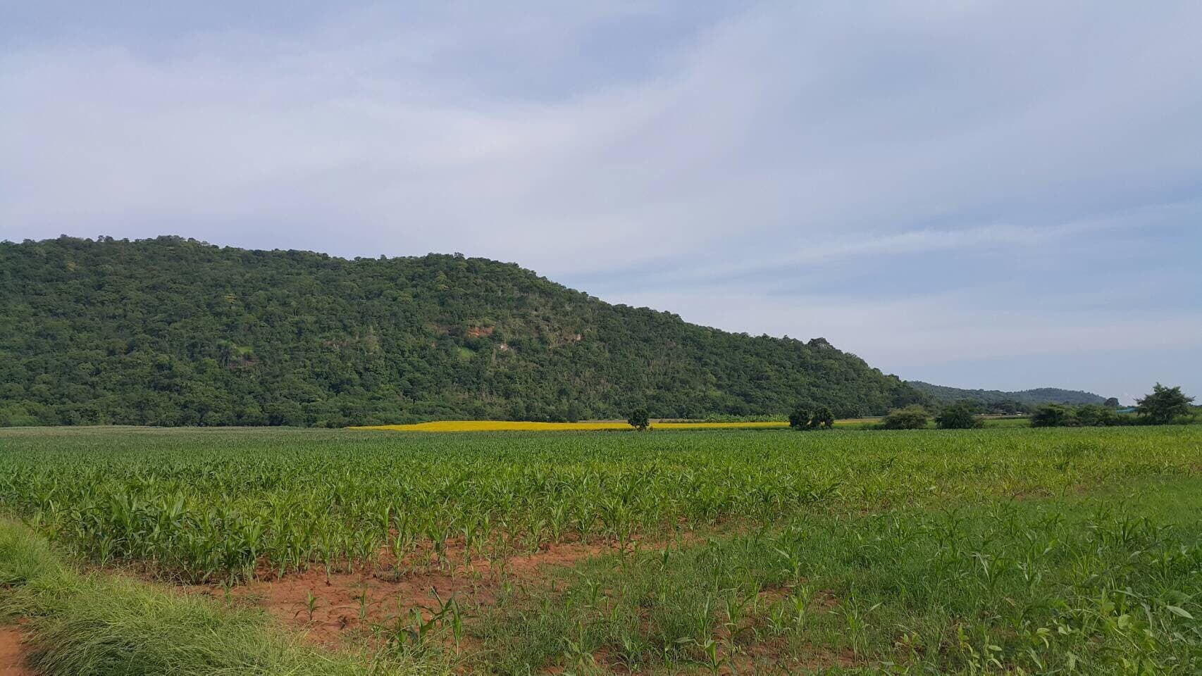 ขายที่ดินสวยราคาถูกที่สุด ห่างจากทุ่งดินดำรีสอร์ท 1.78กม.บรรยากาศดีทิวเขาสวยเหมาะทำการเกษตรอยู่อาศัยอ.อู่ทองจ.สุพรรณบุรี