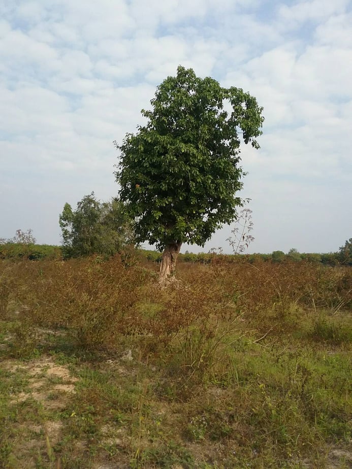 ขายที่ดินสวยราคาถูกที่สุดอ.เกาะคา จ.ลำปางห่างจากปั้มพีทีสาขาเกาะคา 2.94 กม.11 ไร่ 1งาน14ตรว.