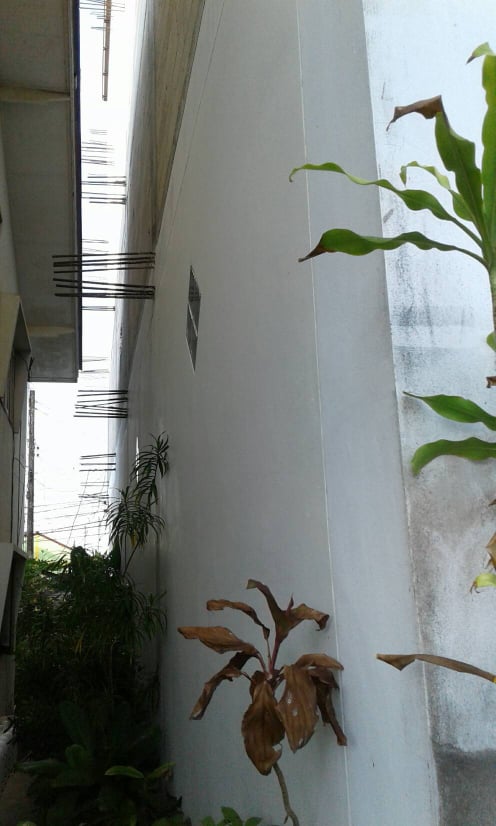 ขายบ้านรังนก พร้อมที่ดิน มีบ้านสำหรับพักได้ด้านล่าง มีนกแล้วประมาณ 350-400 ตัว