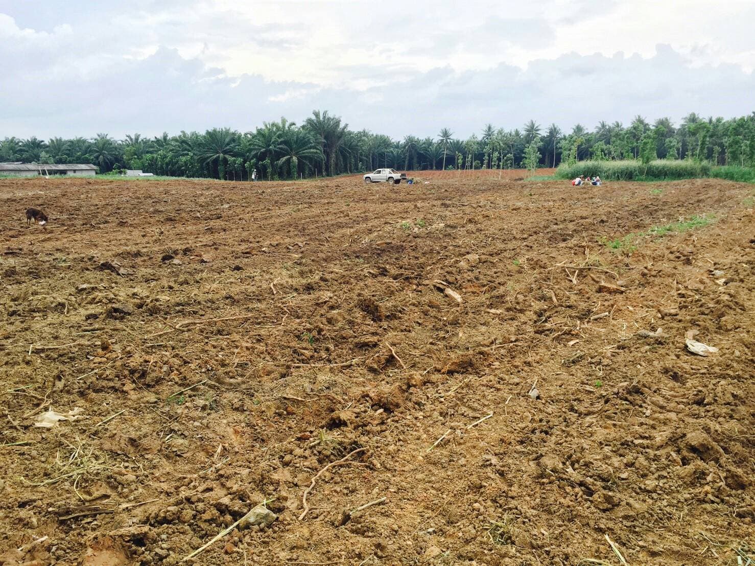 ขายที่ดินสวยอำเภอท่าแซะราคาถูกลดราคาพิเศษ 36 ไร่ พร้อมอาคารพาณิชย์แบ่งขายติดถนนใหญ่เพชรเกษม ตรงข้ามโรงพยาบาลอำเภอท่าแซะ ที่ดินเป็นผืนเดียวกัน จ.ชุมพร