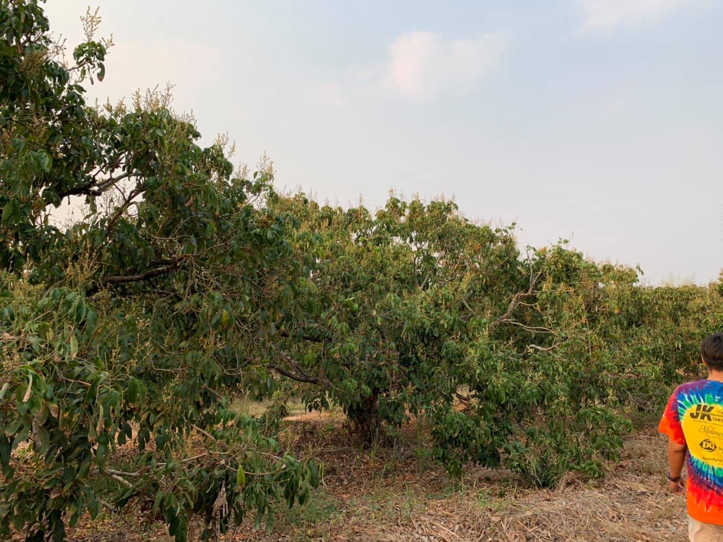 ขายที่ดินสวนราคาถูกเหมาะทำการเกษตรสร้างบ้านสวนพื้นที่กว้างพร้อมสำหรับทุกคนในครอบครัวใกล้วิทยาลัยการอาชีพป่าซาง 1.37 กม. จ.ลำพูน