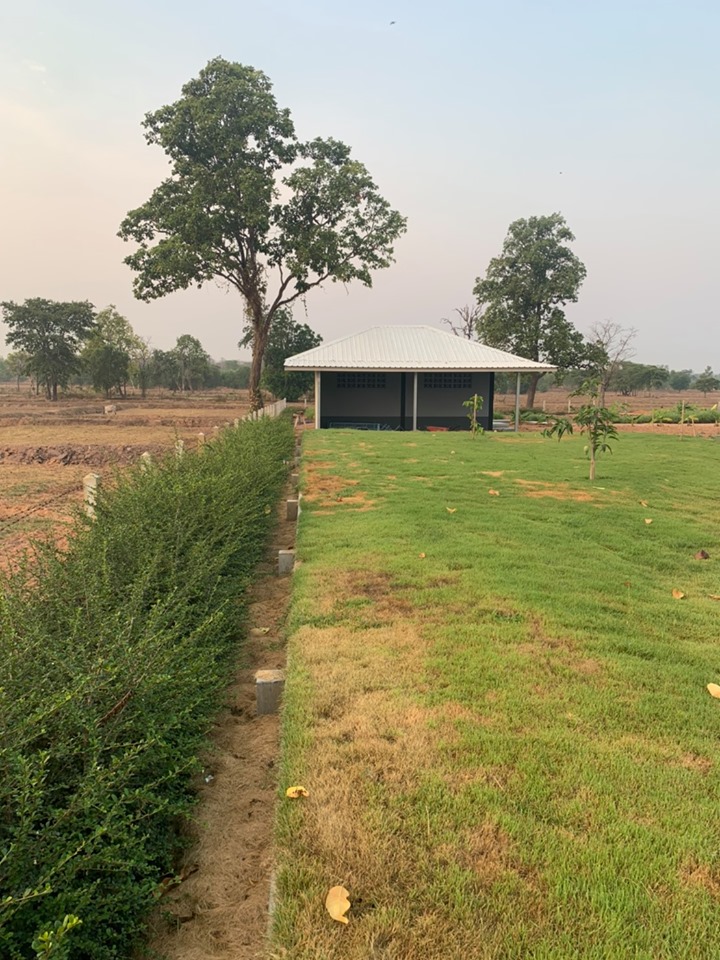 ขายบ้านพร้อมที่ดินมีพื้นที่สวนกว้างขวางพร้อมสำหรับทุกคนในครอบครัว2ไร่13ตรว.ติดถนนใหญ่ใกล้อบต.ป่าชัน 340 เมตร จ.บุรีรัมย์