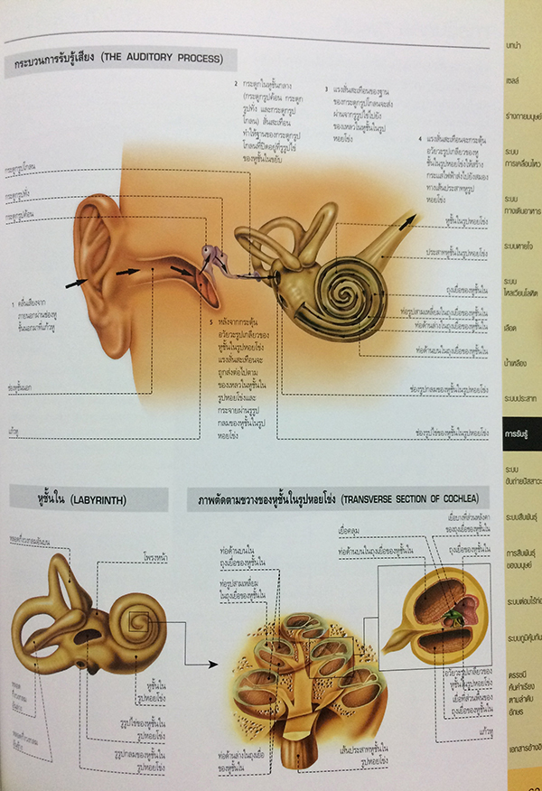 กายวิภาคศาสตร์ (Essential Atlas of Anatomy)