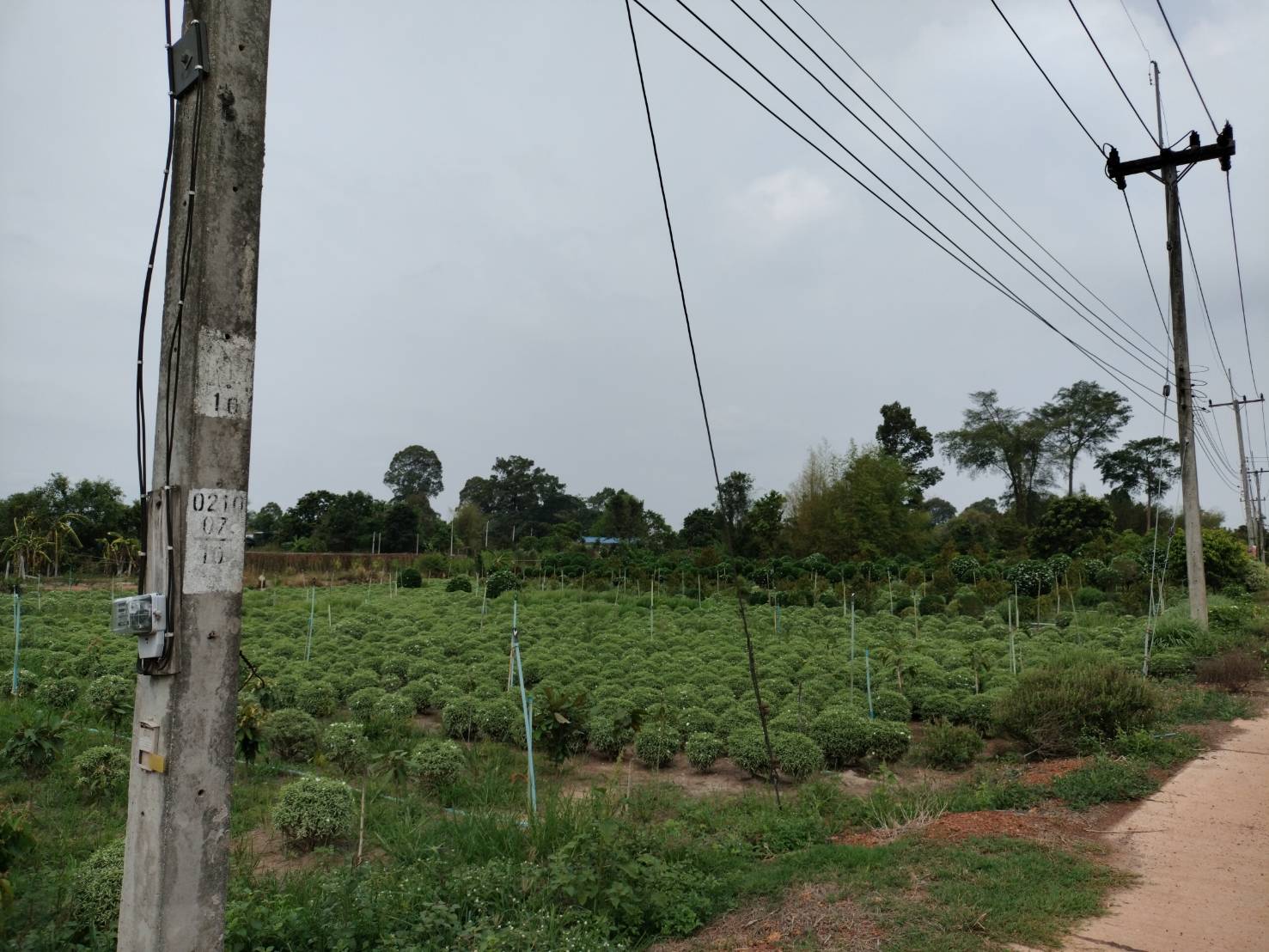 ขายที่ดินติดถนนคอนกรีตใกล้ถนนสุวรรณศร150เมตรอ.เมืองปราจีนบุรีหน้ากว้างติดถนนคอนกรีต 170 เมตร ลึก 40 เมตรที่ดินปลูกทุเรียนและไม้ประดับ เหมาะทำธุรกิจหรือแบ่งจัดสรรขาย ที่ดินปลูกทุเรียนและไม้ประดับรรยากาศดีทางเข้าออกสะดวก
