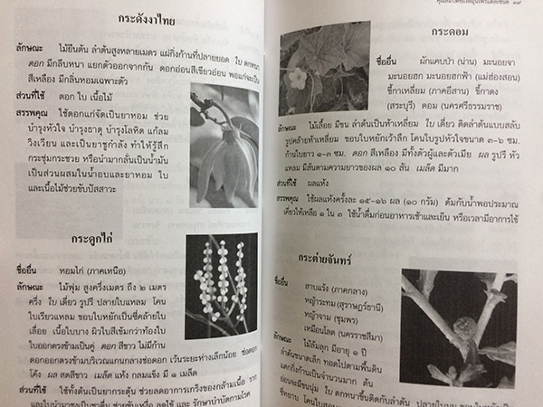 สมุนไพร สรรพคุณและประโยชน์เพื่อการนำไปใช้