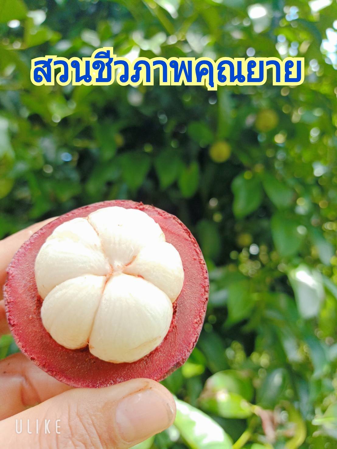 มังคุดออร์แกนิคของดีเมืองนครโปรพิเศษ 5 กก. แถมส่งฟรี #ปลอดสาร #ไม่มีสารเคมี สดจากสวนทุกลูก อร่อยทุกลูก