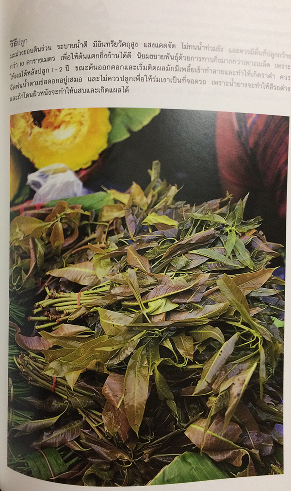 ผักพื้นบ้าน 2 (Indigenous Vegetables 2)