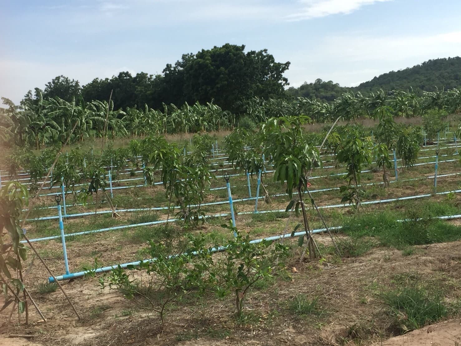 ขายบ้านพร้อมที่ดินราคาถูกติดถนนใหญ่หมายเลข (3468) ห่างจาก อบต.บ้านโข้ง 876 เมตร