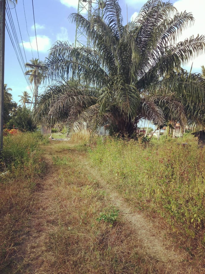 ขายที่ดินสวยราคาถูกที่สุดต.เกาะยาวใหญ่ อ.เกาะยาว จ.พังงา