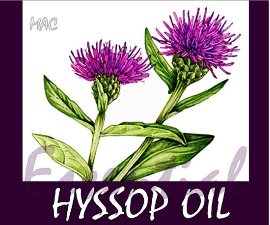 HYSSOP OIL น้ำมันหอมระเหย
