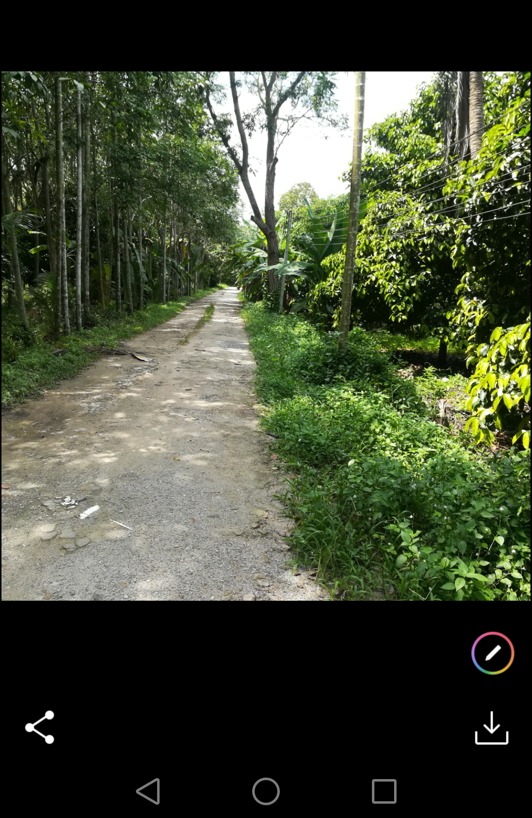 ขายที่ดินราคาถูกพร้อมสวนผลไม้สำเร็จรูป อ.บ้านค่าย จ.ระยอง7ไร่1งาน61ตรว.