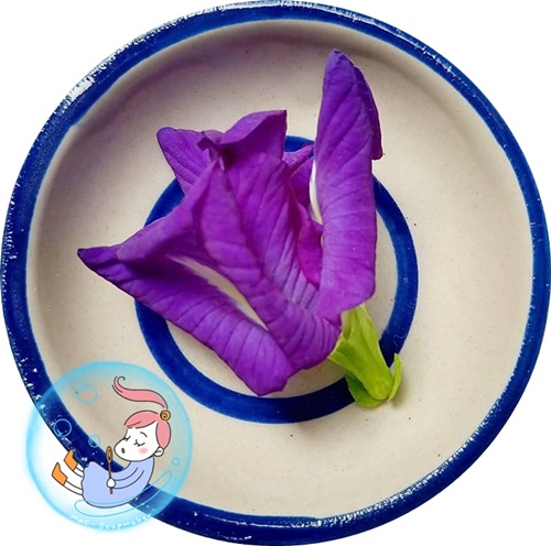 BUTTERFLY PEA EXTRACT สารสกัดอัญชัน