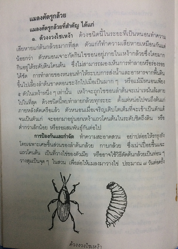 การปลูกกล้วย