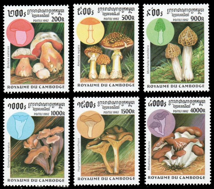 1997 Fungi
