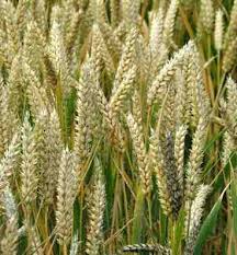 WHEAT GRAM OILน้ำมันจมูกข้าวสาลี