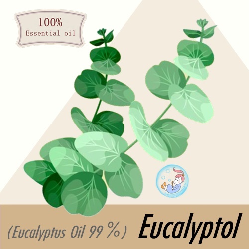 Eucalyptus Oil 99 % (Eucalyptol / Natural Eucalyptol 99 %) น้ำมันหอมระเหย ยูคาลิปตัส ยูคาลิปทอล Fresh Sweet and Medicinal smells like fresh camphor / มีกลิ่นคล้ายการบูรสด ละลายในแอกอฮอล์และน้ำมัน / COA