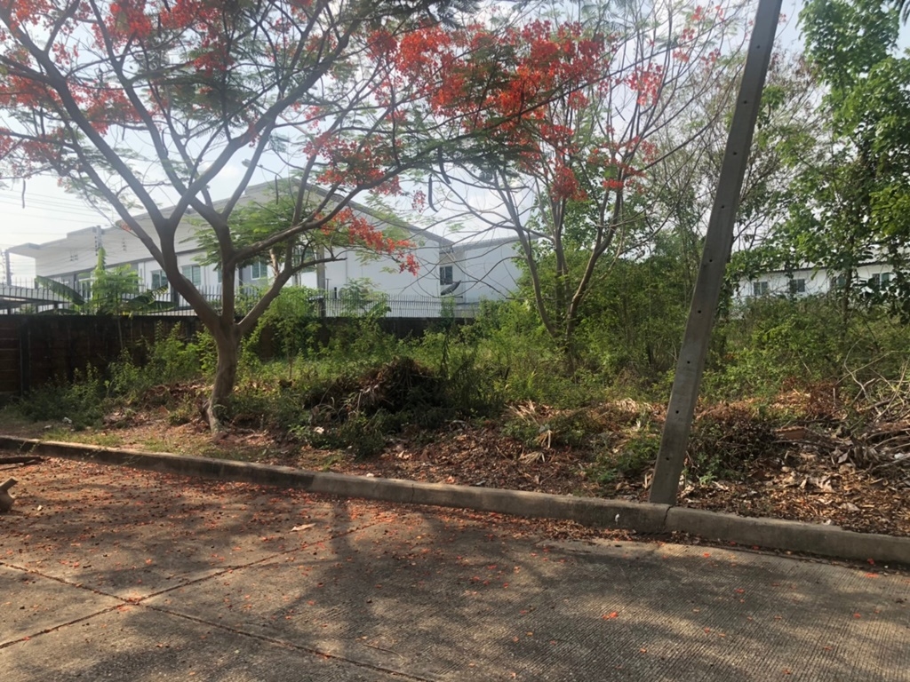 ขายที่ดินเปล่า ในหมู่บ้านชัยพฤกษ์ วัดลาดปลาดุก บางบัวทอง 70 ตร.ว เข้าซอย 43 ในหมู่บ้าน 200 เมตร