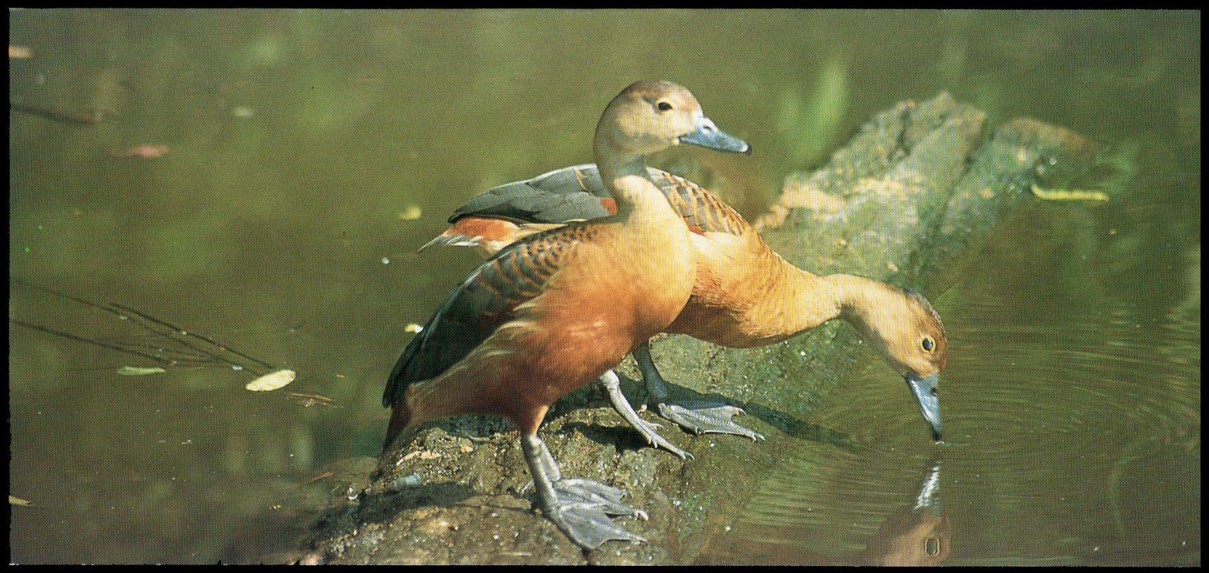 บัตรตราไปรษณียากรที่ระลึกเป็ด 2539