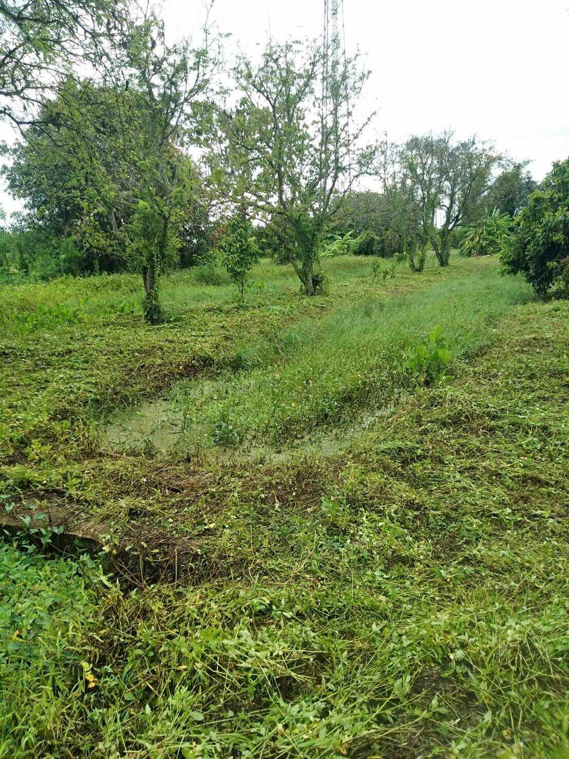 💥📣ขายที่ดินใกล้เซเว่นสาขาบ้านเหมืองง่าอำเภอเมืองลำพูน2แปลงติดถนนคอนกรีตเดินทางสะดวกเหมาะทำธุรกิจหรือการเกษตรบ้านสวนสนใจติดต่อเจ้าของทรัพย์091-8588378💥📣