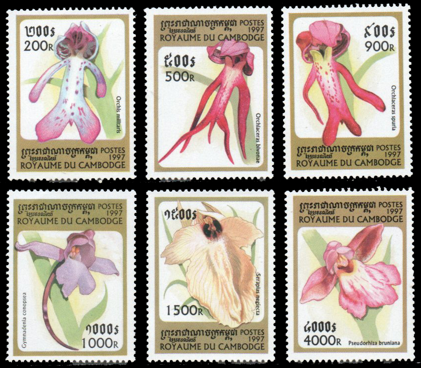 1997 Orchids