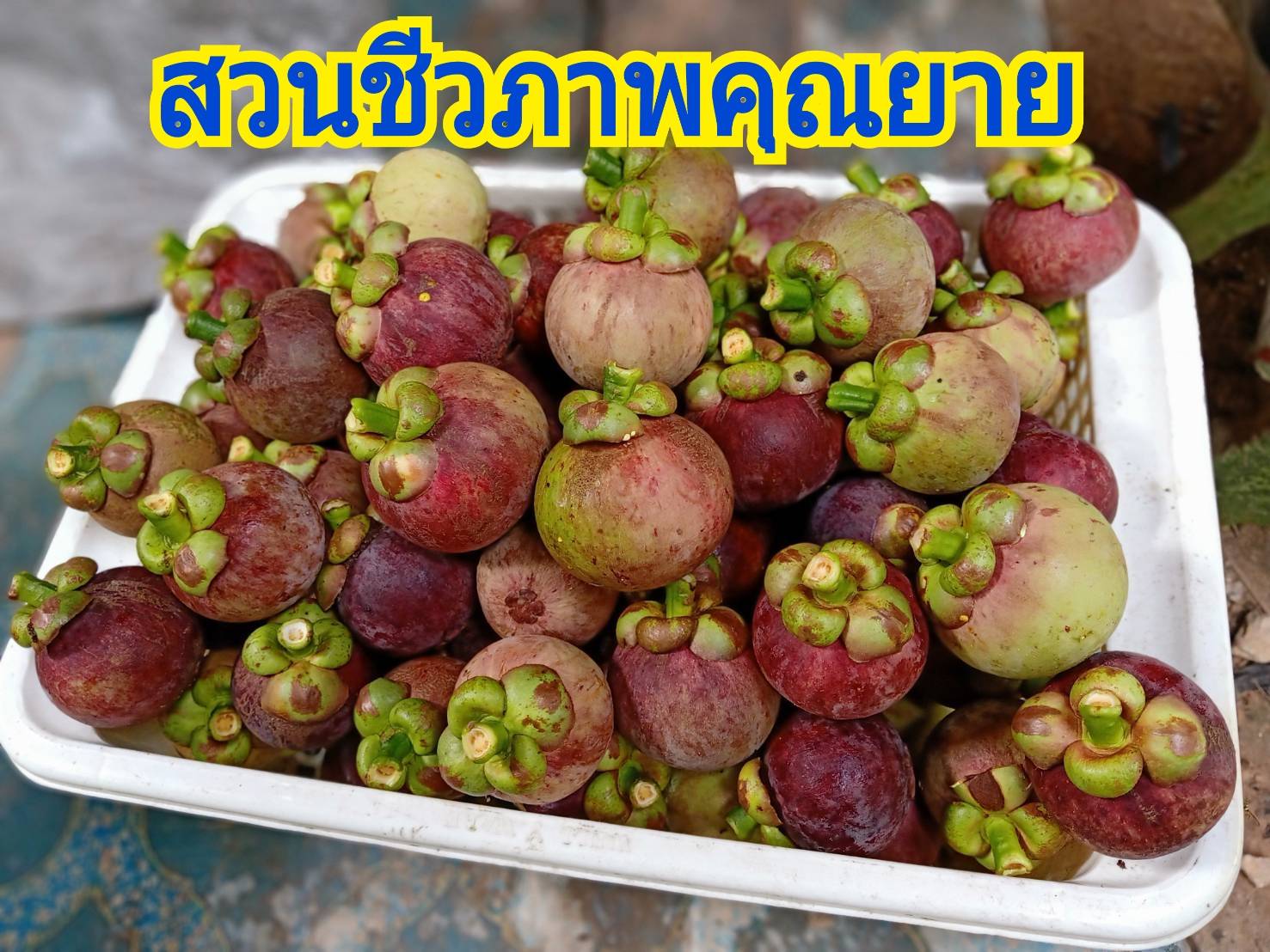 มังคุดออร์แกนิคของดีเมืองนครโปรพิเศษ 5 กก. แถมส่งฟรี #ปลอดสาร #ไม่มีสารเคมี สดจากสวนทุกลูก อร่อยทุกลูก
