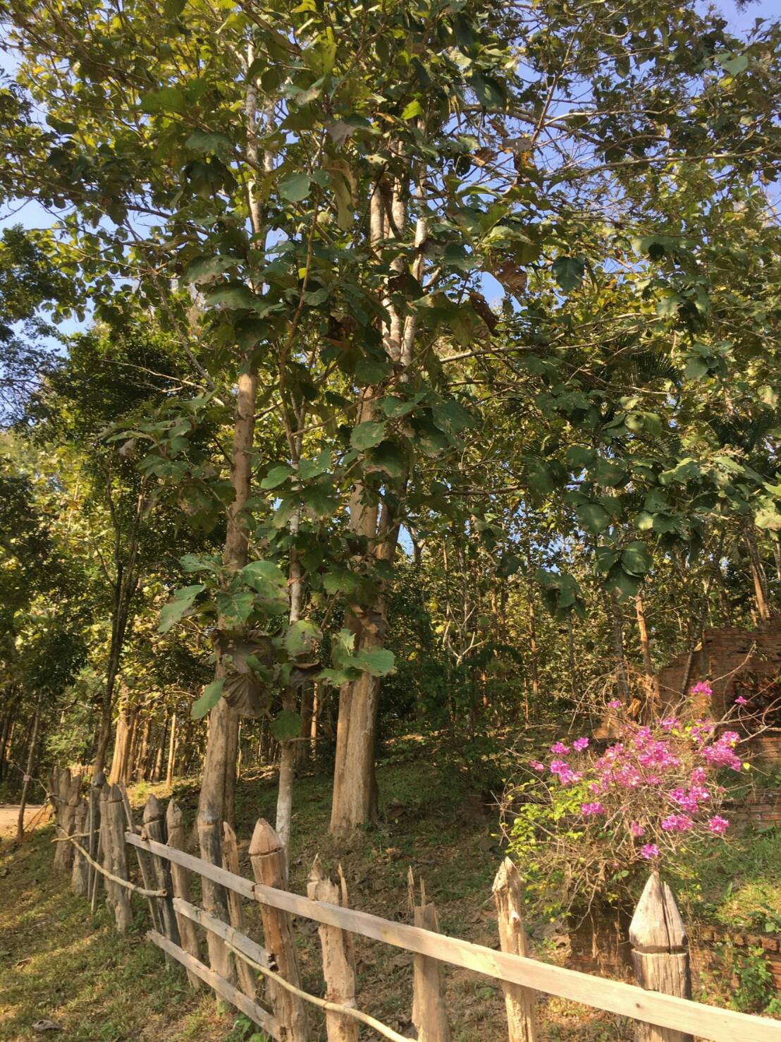 ขายที่ดินพร้อมสิ่งปลูกสร้าง อ.เมืองปาง จ.ลำปาง บริเวณล้อมรอบด้วยป่าสงวนแห่งชาติ ปกคลุมด้วยภูเขา และป่าไม้ร่มรื่น เงียบสงบปลอดภัยใกล้หมู่บ้านเดินทางสะดวกเหมาะสำหรับผู้รักในธรรมชาติ