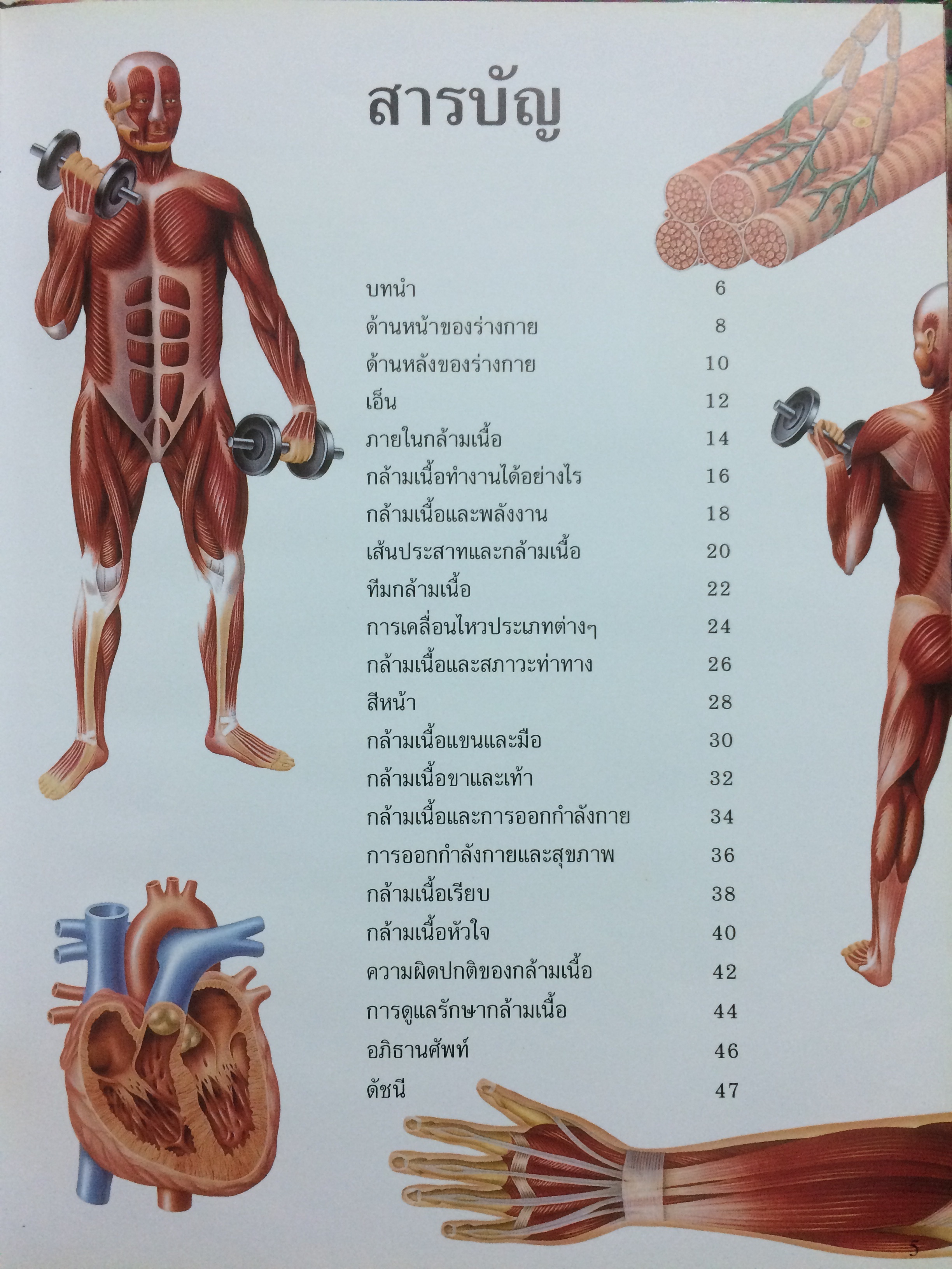 ร่างกายมนุษย์ กล้ามเนื้อ เราเคลื่อนไหวและออกกำลังกายอย่างไร