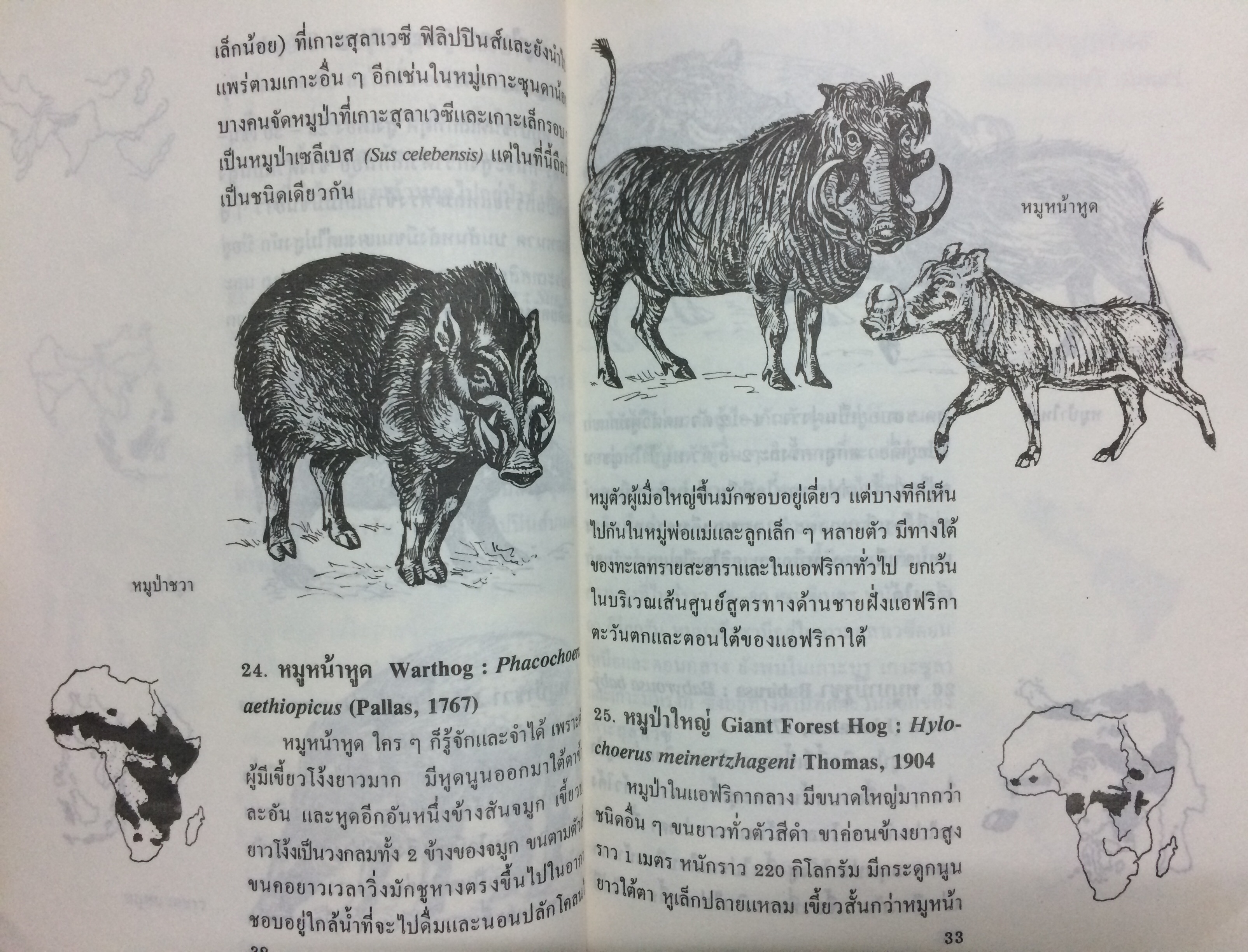 สัตว์กีบ