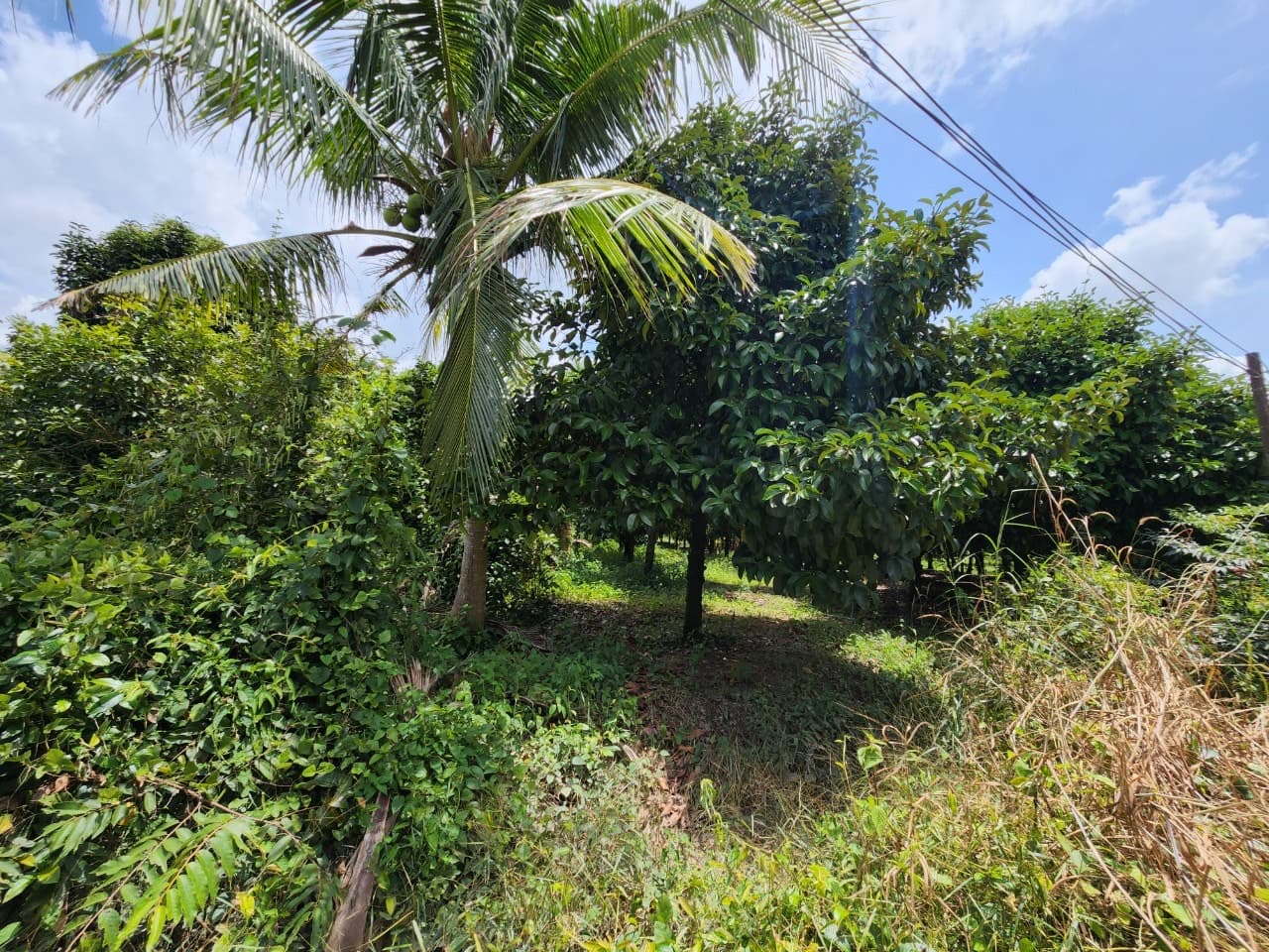 ขายสวนผลไม้ เงาะ มังคุด ทุเรียน ลองกอง ราคาถูก พร้อมบ้านพัก นํ้าไฟเข้าถึง ทางเข้าออกสะดวกสบายบรรยากาศดีเจ้าของขายเอง อำเภอมะขาม จังหวัดจันทบุรี