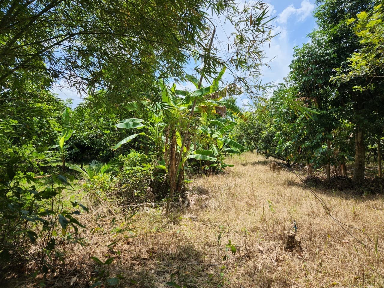 ขายสวนผลไม้ เงาะ มังคุด ทุเรียน ลองกอง ราคาถูก พร้อมบ้านพัก นํ้าไฟเข้าถึง ทางเข้าออกสะดวกสบายบรรยากาศดีเจ้าของขายเอง อำเภอมะขาม จังหวัดจันทบุรี