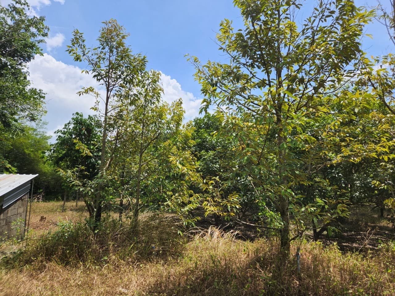 ขายสวนผลไม้ เงาะ มังคุด ทุเรียน ลองกอง ราคาถูก พร้อมบ้านพัก นํ้าไฟเข้าถึง ทางเข้าออกสะดวกสบายบรรยากาศดีเจ้าของขายเอง อำเภอมะขาม จังหวัดจันทบุรี