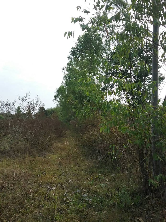 ขายที่ดินสวยราคาถูกที่สุดอ.เกาะคา จ.ลำปางห่างจากปั้มพีทีสาขาเกาะคา 2.94 กม.11 ไร่ 1งาน14ตรว.