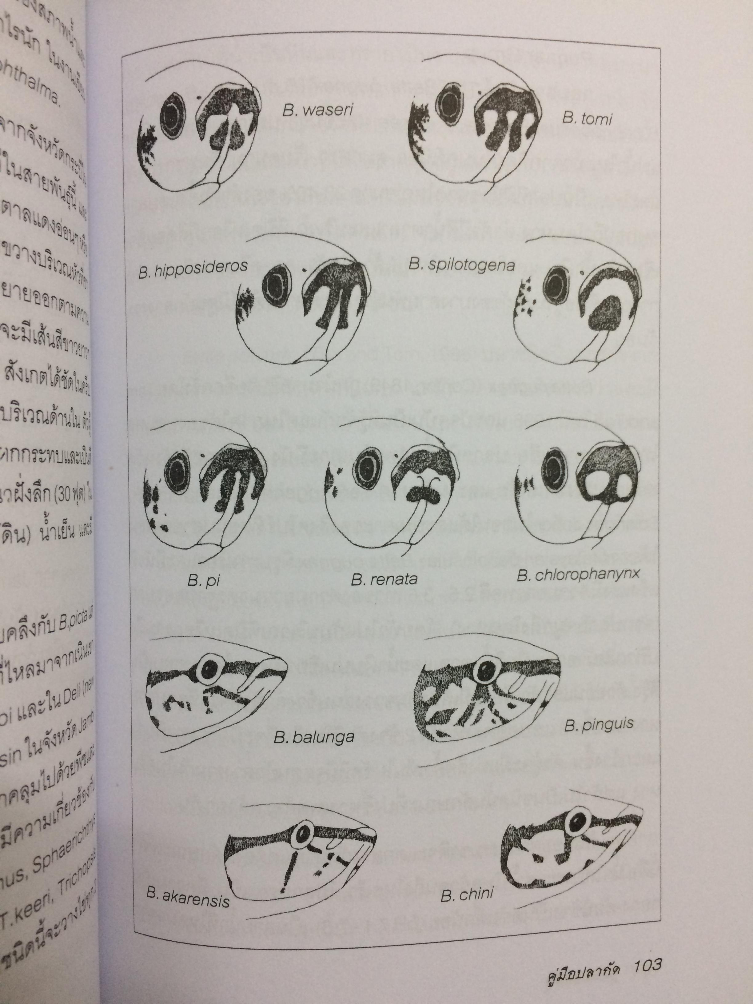 คู่มือปลากัด(Betta Handbook)