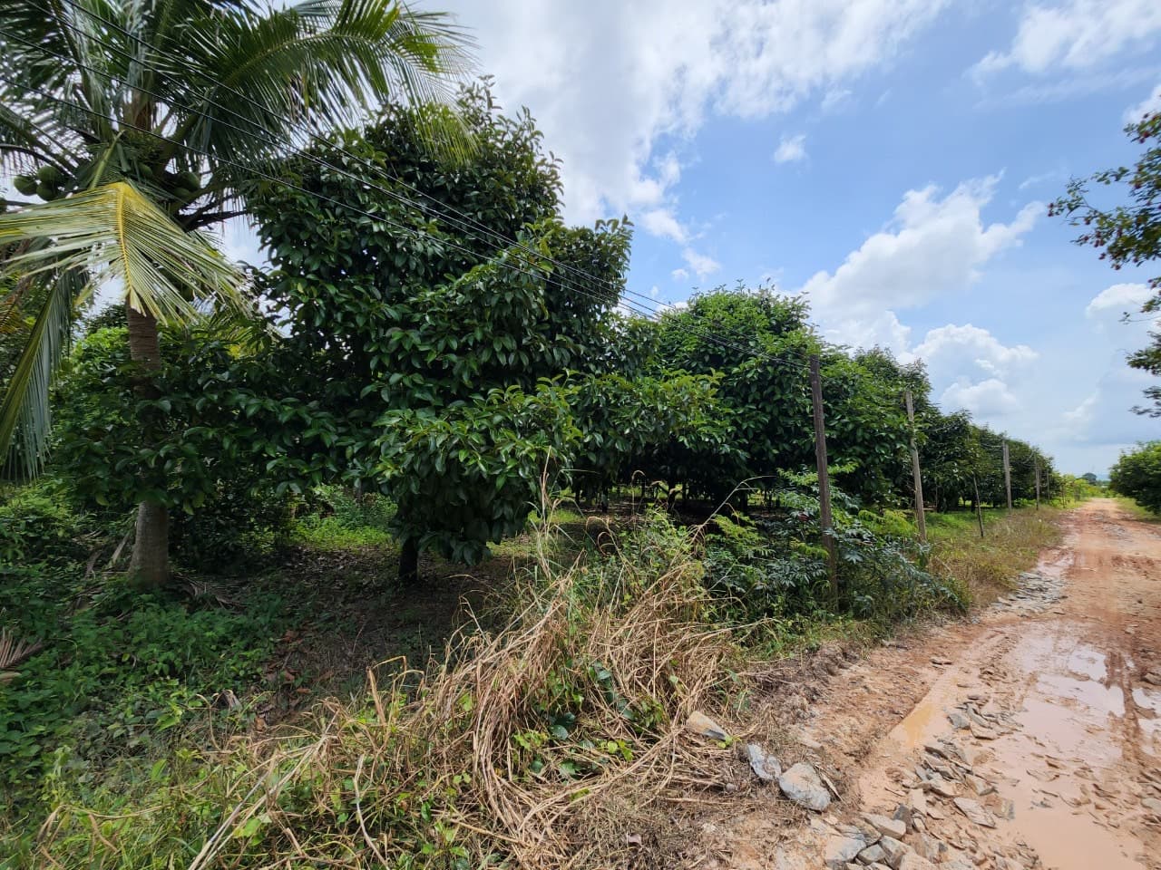 ขายสวนผลไม้ เงาะ มังคุด ทุเรียน ลองกอง ราคาถูก พร้อมบ้านพัก นํ้าไฟเข้าถึง ทางเข้าออกสะดวกสบายบรรยากาศดีเจ้าของขายเอง อำเภอมะขาม จังหวัดจันทบุรี