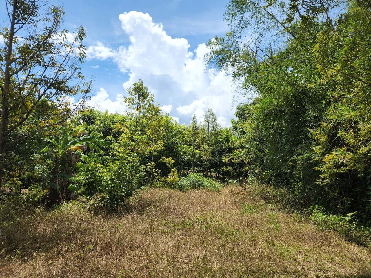 ขายสวนผลไม้ เงาะ มังคุด ทุเรียน ลองกอง ราคาถูก พร้อมบ้านพัก นํ้าไฟเข้าถึง ทางเข้าออกสะดวกสบายบรรยากาศดีเจ้าของขายเอง อำเภอมะขาม จังหวัดจันทบุรี