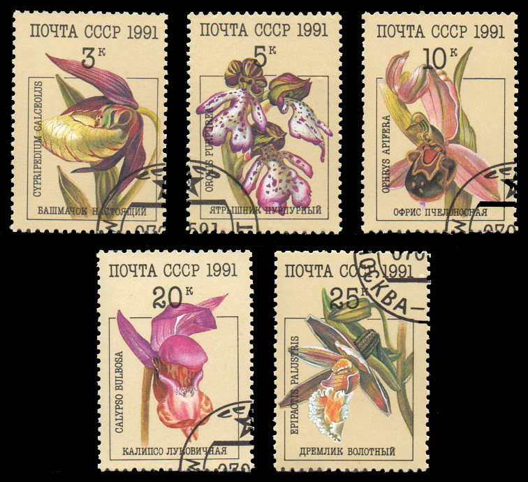 Orchids 1991