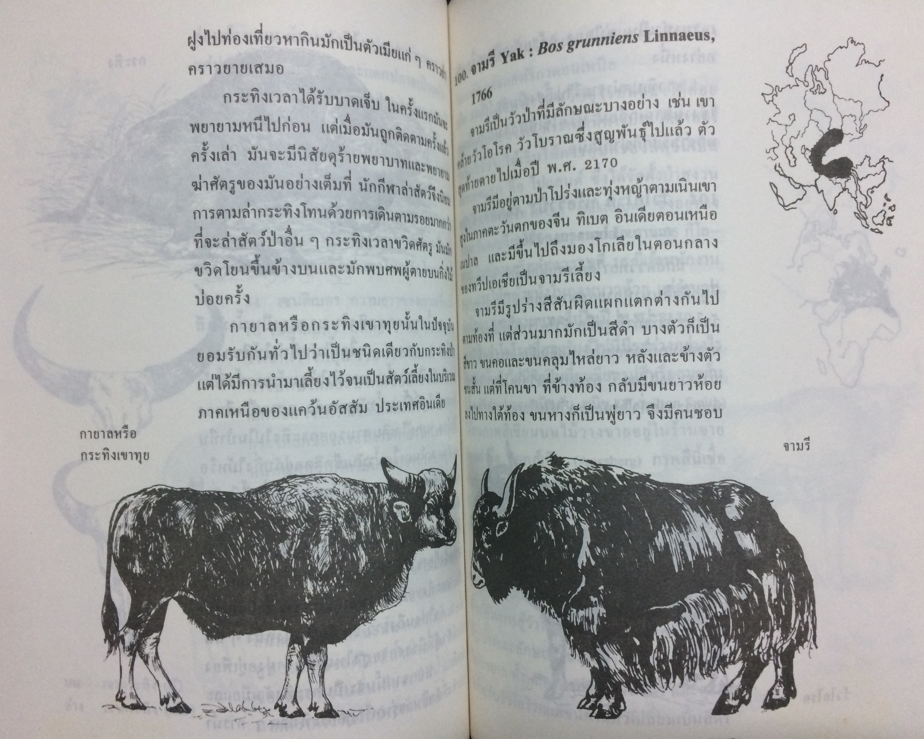 สัตว์กีบ